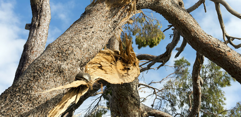 McLaren Tree Care - Storm Response