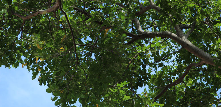 McLaren Tree Care - Tree Fertilization