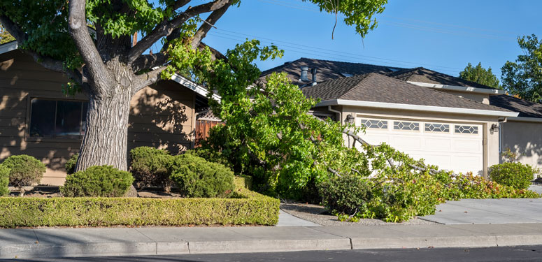 McLaren Tree Care - Storm Damage