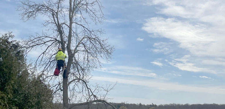 McLaren Tree Care - Tree Pruning