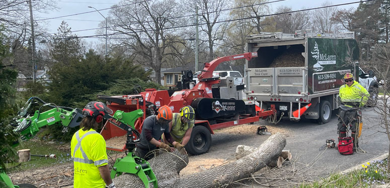 McLaren Tree Care - Tree Removal